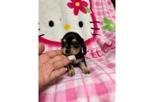 成約済の大分県のミックス犬-62665の4枚目
